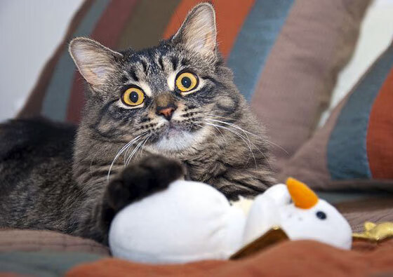 《CS_GO东亚冠军赛，顶尖战队争夺荣耀》，csgo亚洲第一战队