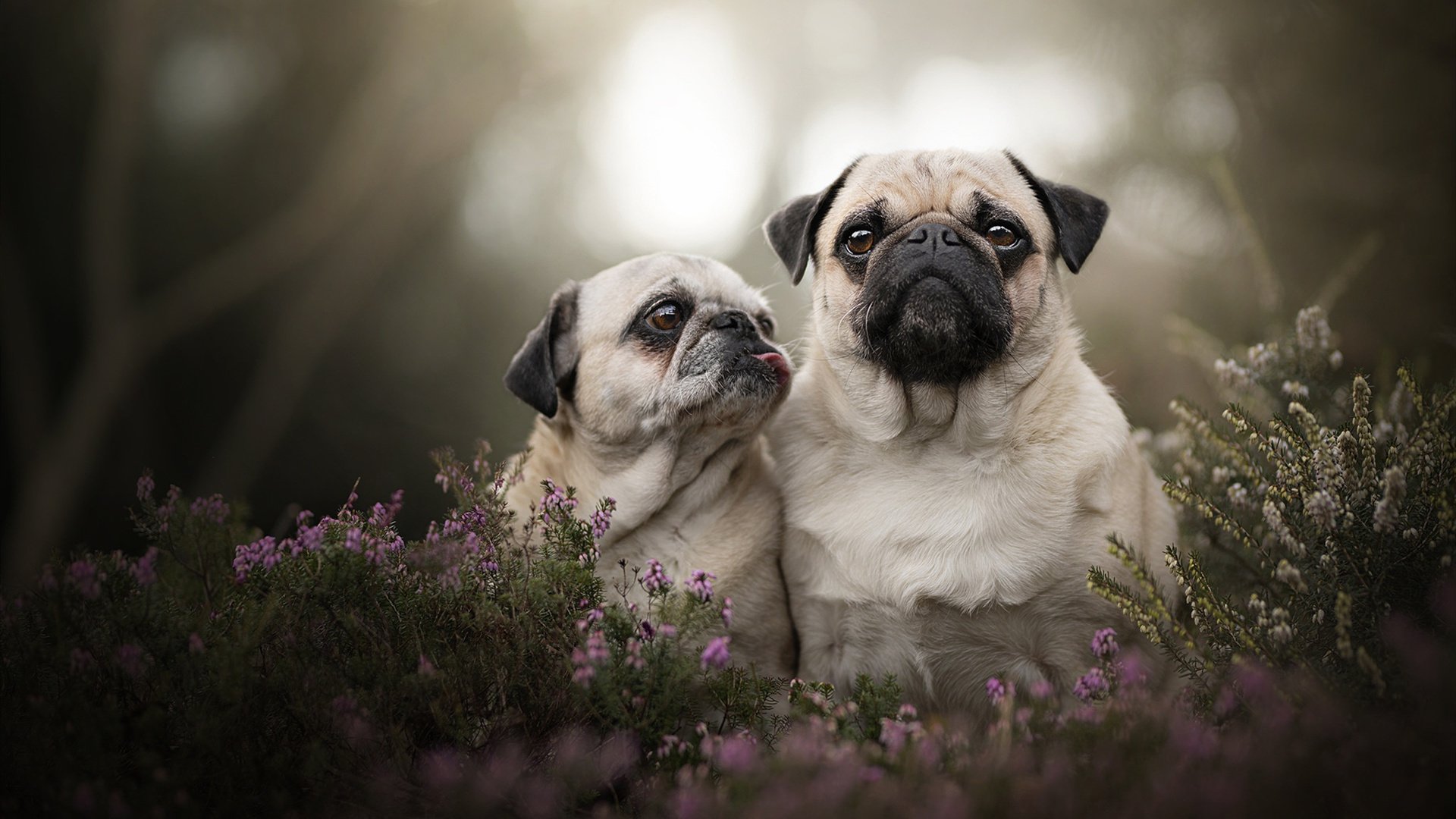 九游登录入口-《不同地区电竞表现对比：文化差异带来的战术差异》，电竞城市有哪些