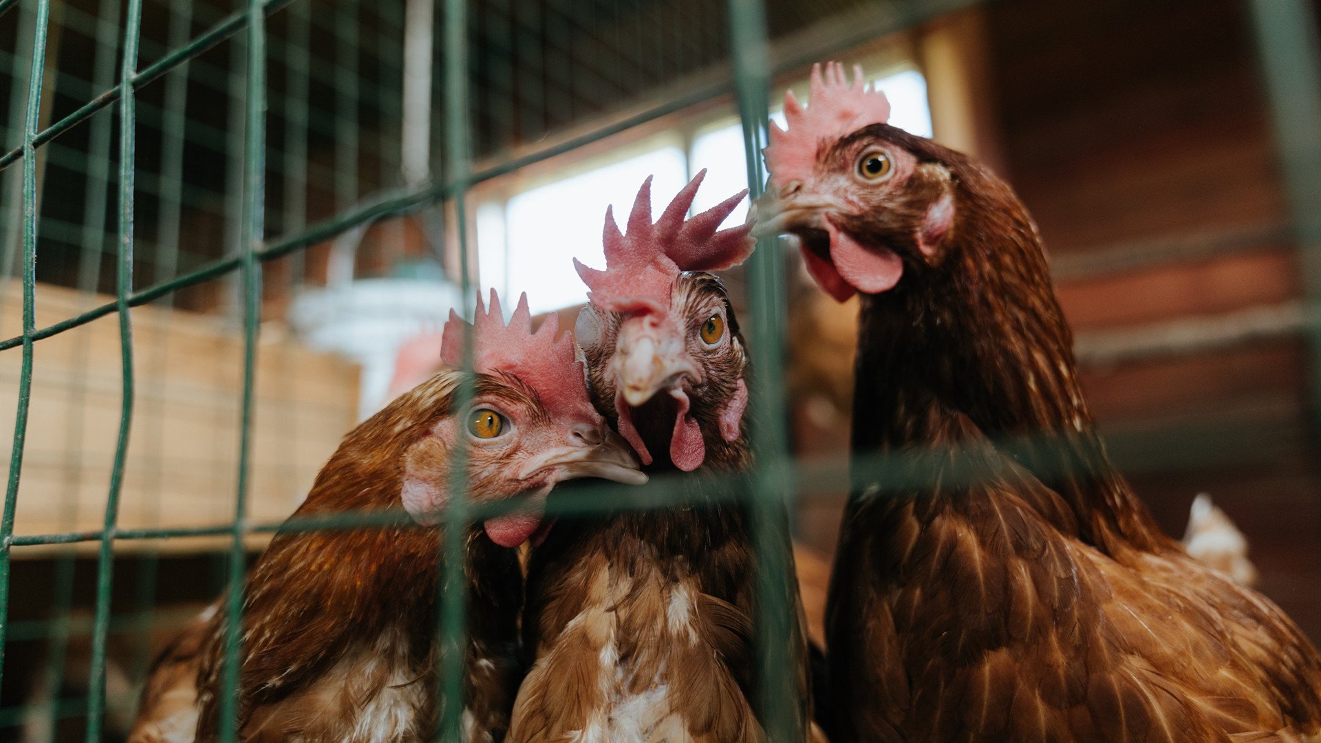 世界冰壶锦标赛,冰上策略的精彩较量,冰壶比赛世界排名